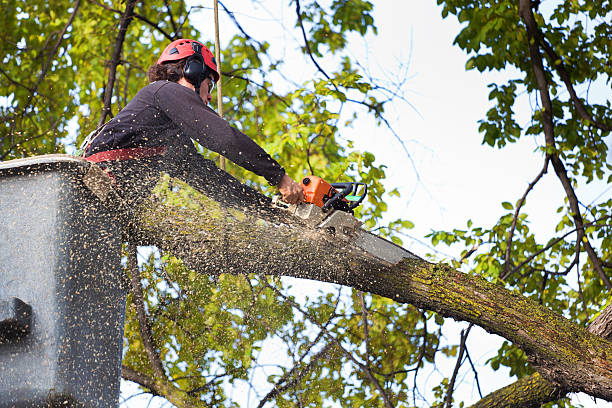 Best Weed Control  in Sandusky, OH